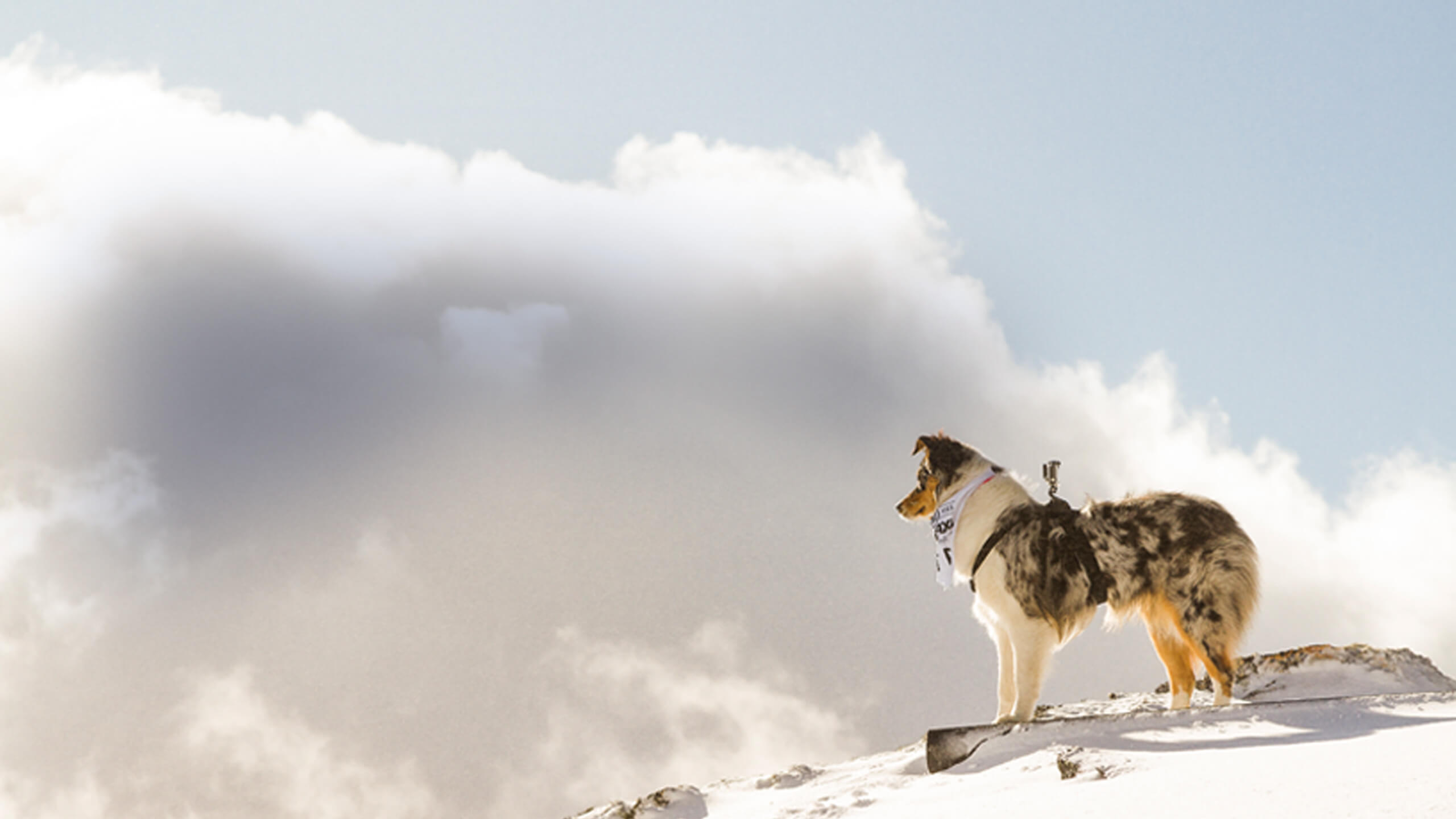 Dog standing on snow covered mountain.