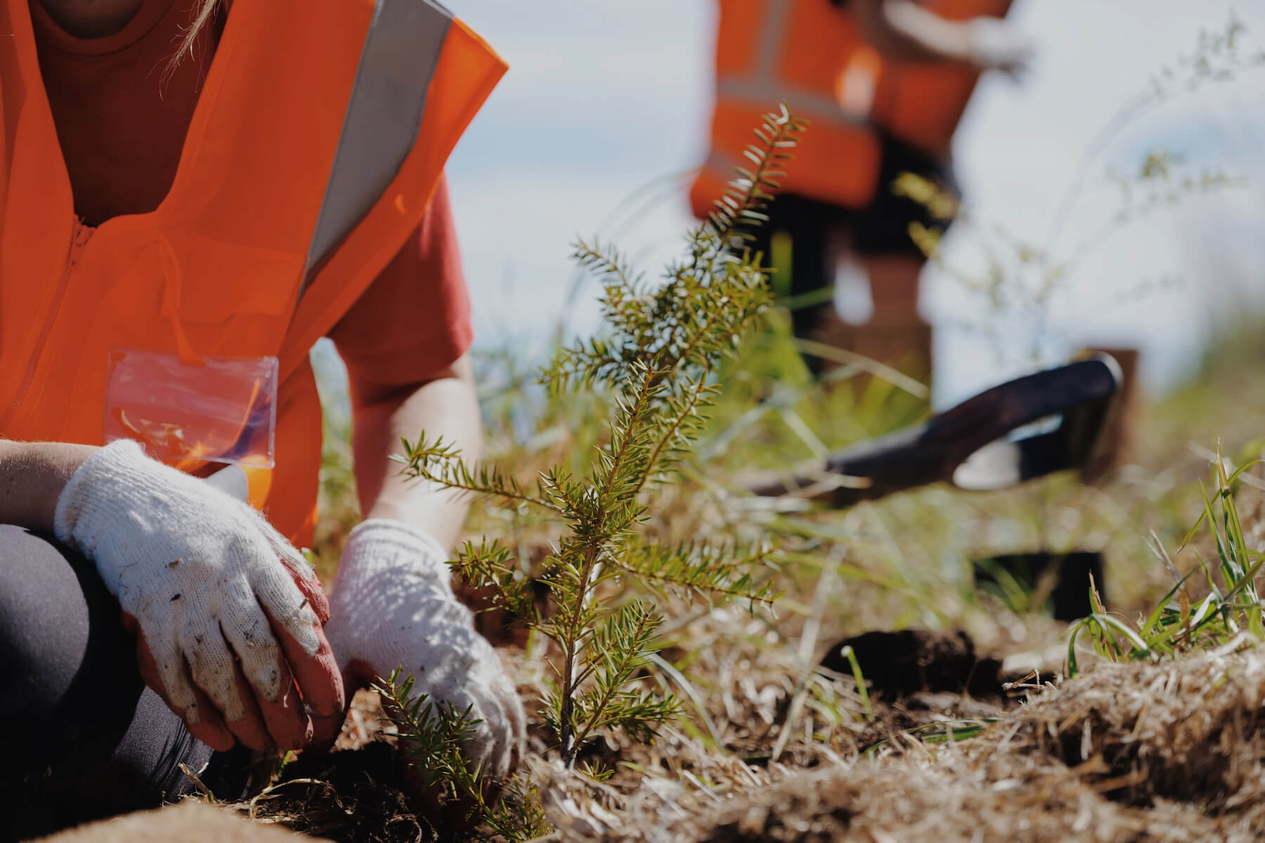 Person in orange vest and gloves planting a small tree seedling in grassy soil outdoors.