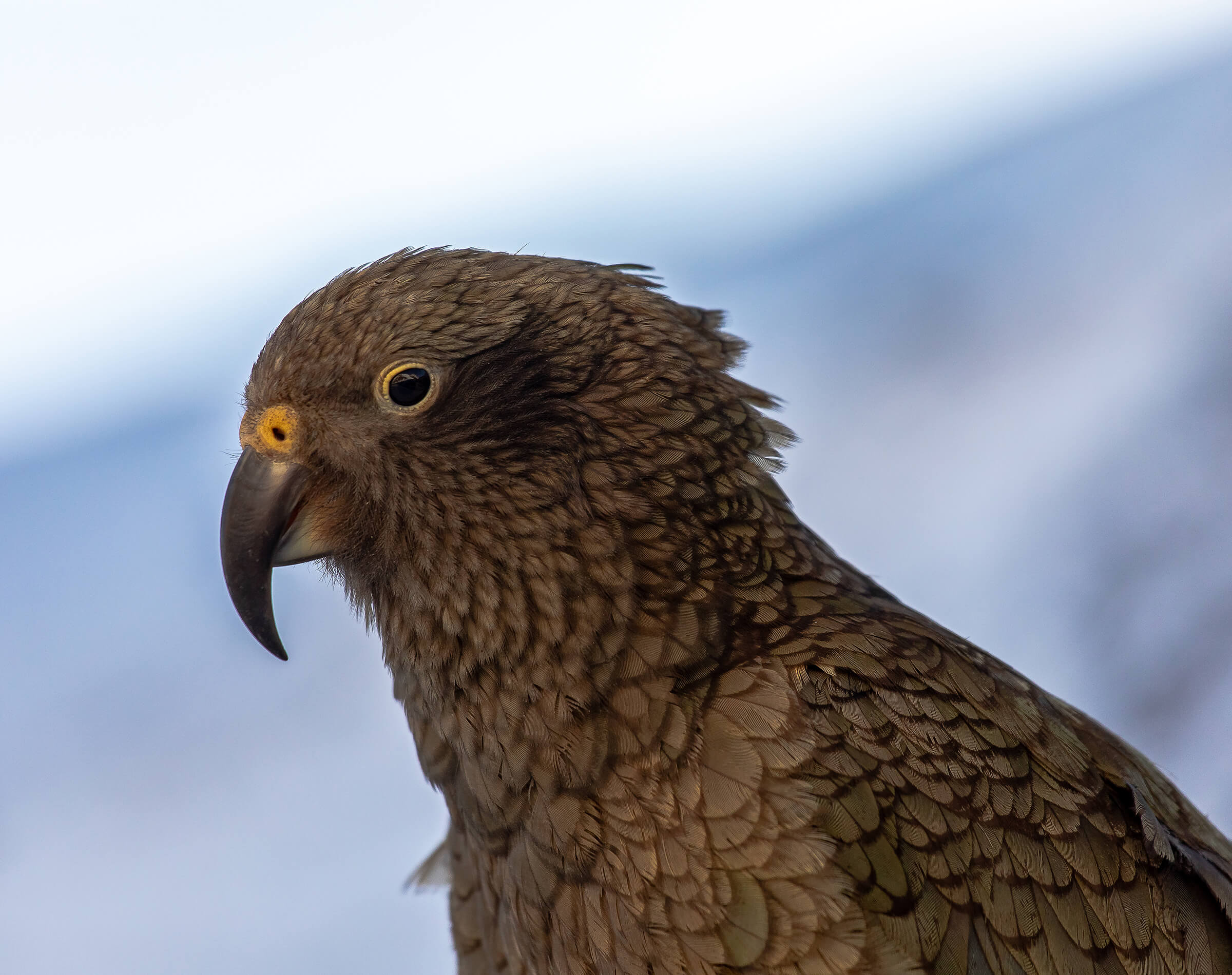 Close-up of a brown Kea parrot with detailed feathers and a curved black beak.