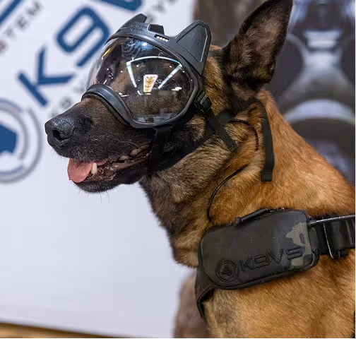 Belgian Malinois dog wearing black protective goggles and a harness with a camera mounted on its chest.