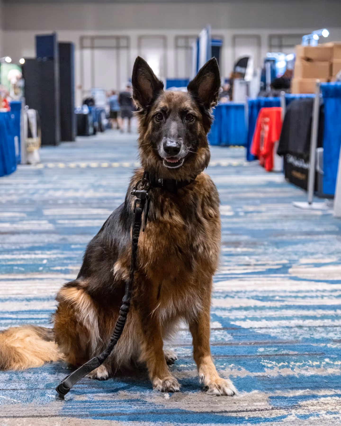 German Shepherd dog sitting on blue patterned carpet in an indoor event hall.