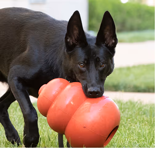 Black dog biting a large red chew toy while standing on grass outdoors.