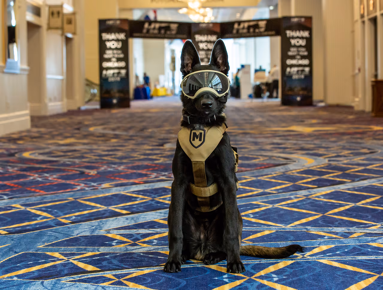 Black service dog wearing tan harness and reflective goggles sitting on a blue patterned carpet indoors.