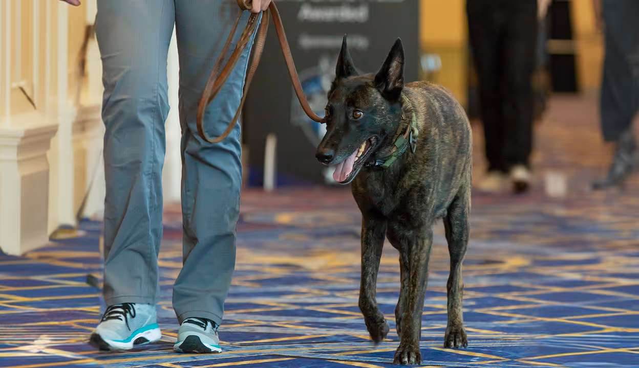 A person walking a dark brindle dog on a leash inside a building with patterned carpet.
