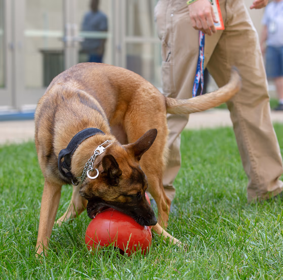 German shepherd biting a red ball on grass with a person standing nearby holding a leash.
