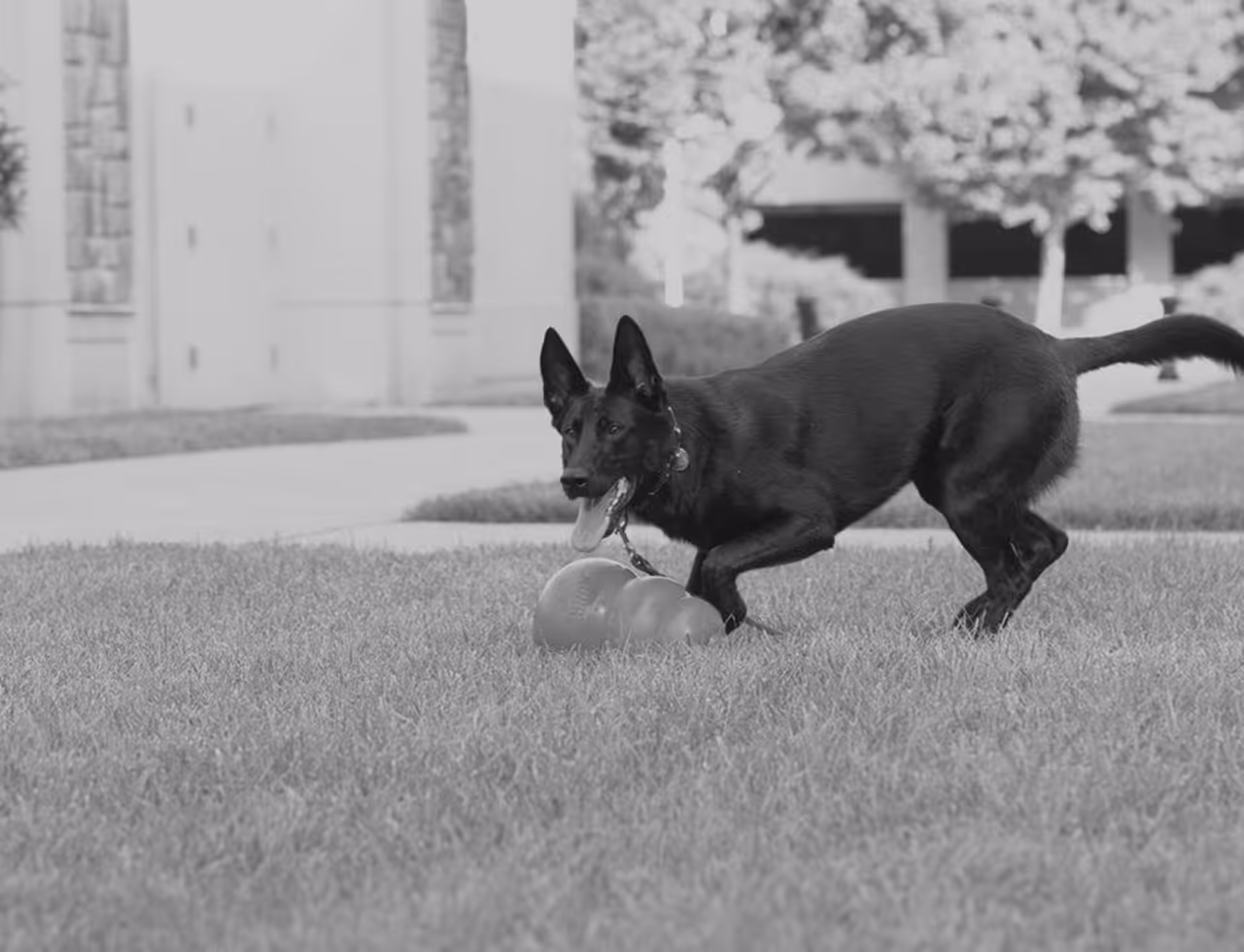 Black dog playing on grass with a toy in an outdoor urban area near buildings.