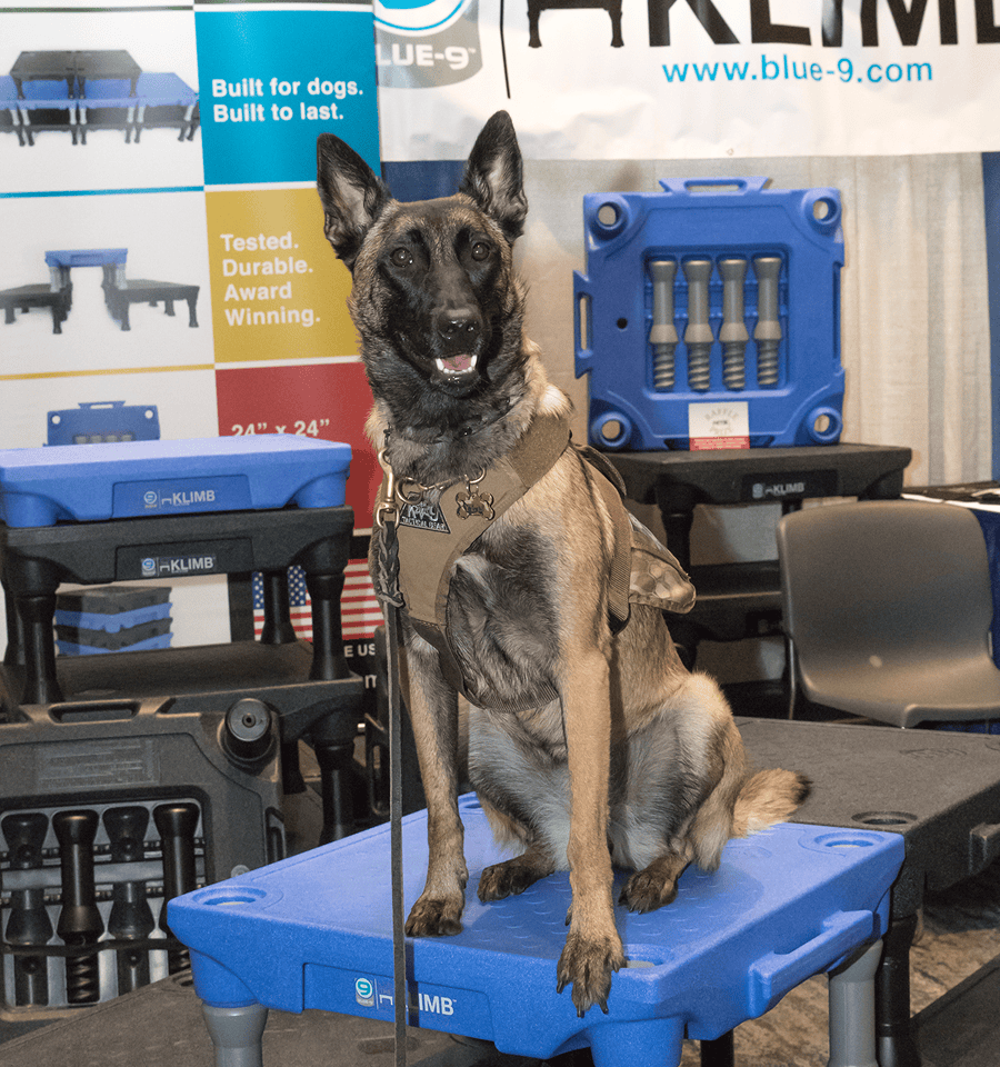 Belgian Malinois dog wearing a harness sitting on a blue training platform indoors.