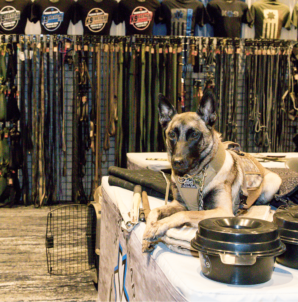 Belgian Malinois dog wearing a harness lying on a table with dog training gear and leashes behind.