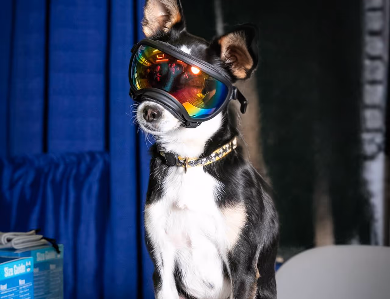 Black and white dog wearing large reflective goggles, tilting its head slightly.