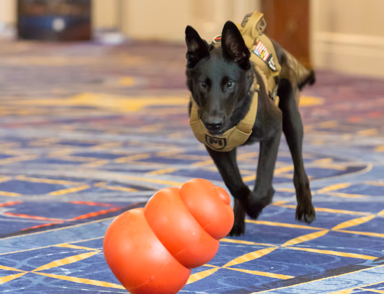 Black dog wearing a tan harness playing with a large red toy on a patterned carpet.