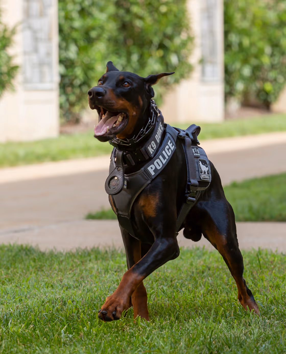 Doberman police dog wearing K9 harness walking on grass with mouth open and tongue out.