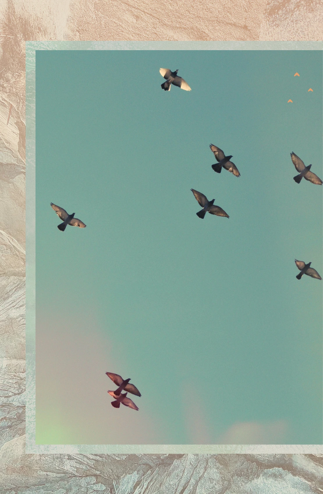 Seven birds flying against a clear blue sky with soft warm sunlight illuminating their wings.