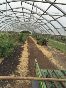 High Tunnels at Blackwood