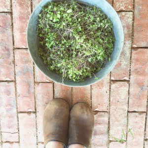 Arugula microgreens