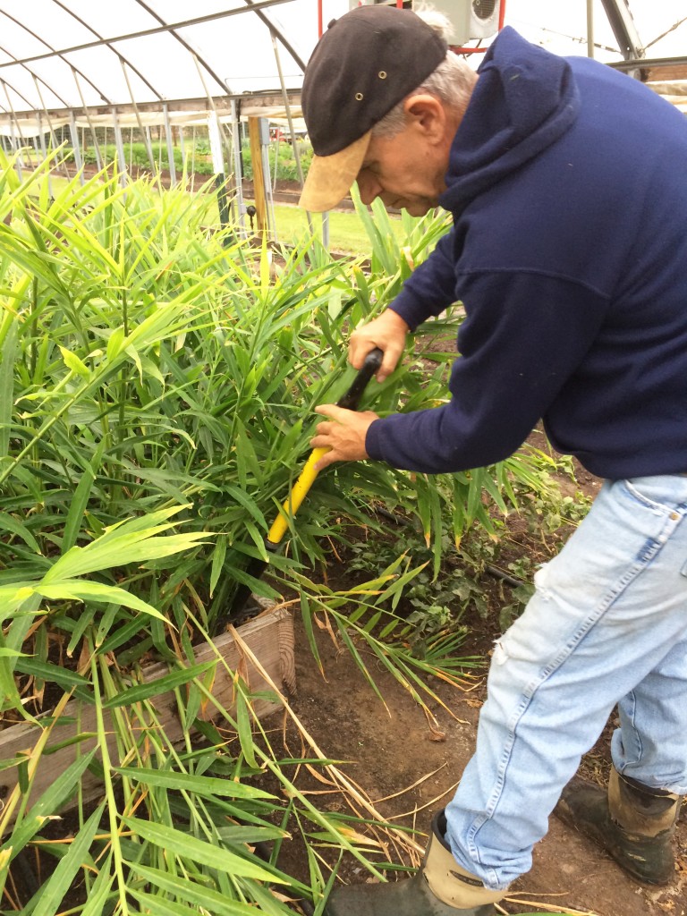 Our farmer, Hans Hansen, pulling up baby ginger at Blackwood