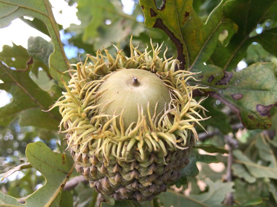 Burr Oak acorn, Large, meaty and sweet. I've seen them twice the size of a golf ball. They do require a bit of processing to remove tannic acid though not as much as other oak species. Burr Oak grows well in the heavy black gumbo soil of the Blackland Praires and Houston. Photo taken in Austin County.