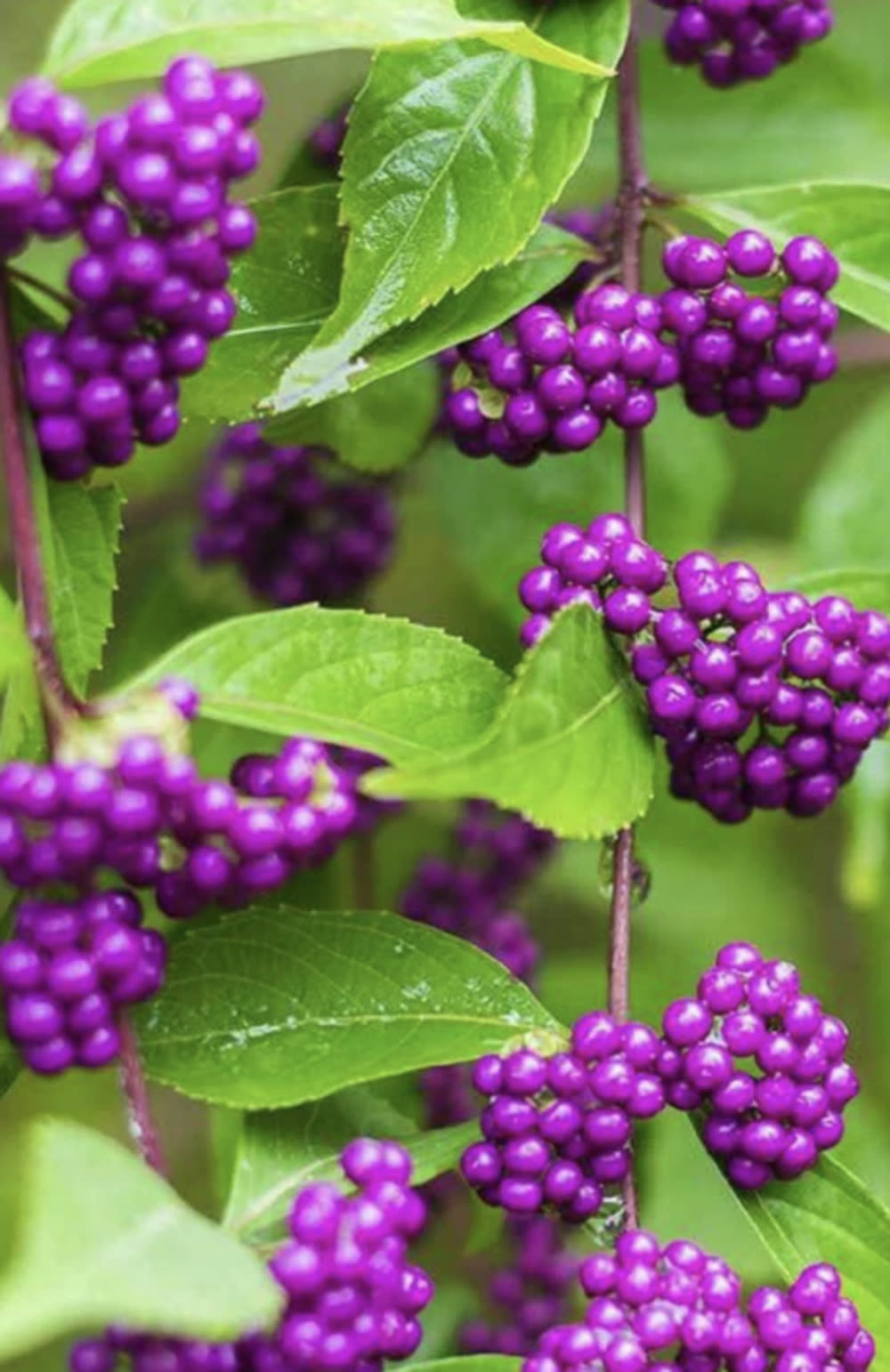 Tight clusters of vivid purple American beauty berries circling a stem between green leaves.