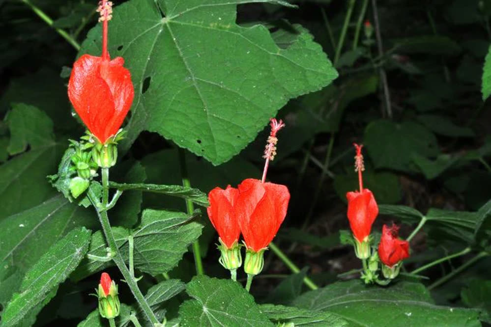 Bright red Turk's Cap flowers with furled petals growing among broad green leaves.