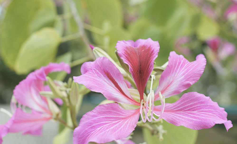 A pink orchid tree flower with five veined petals and long curving stamens.