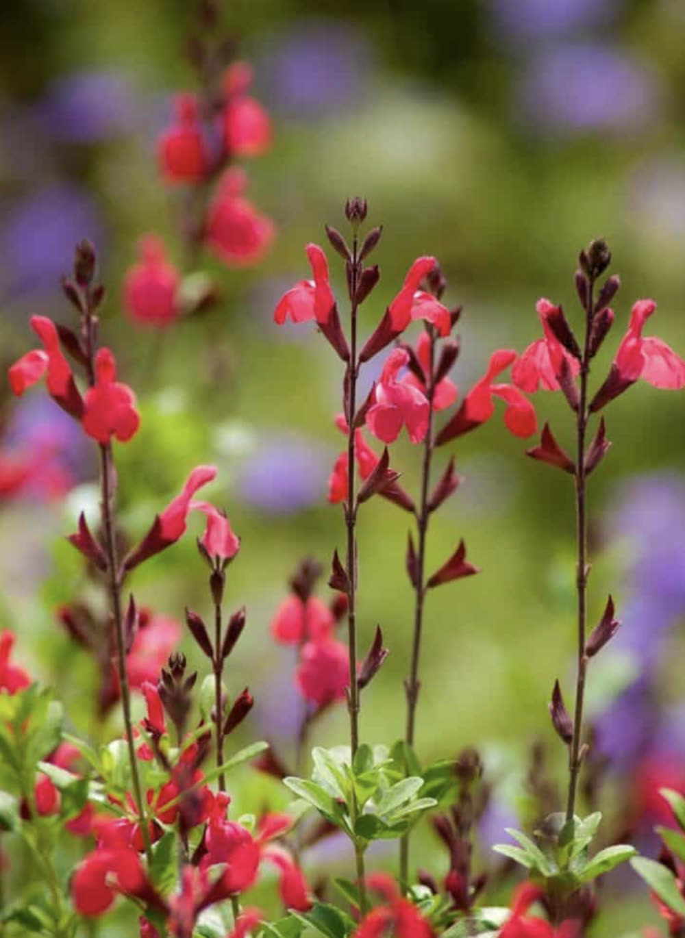 Red tubular salvia blossoms on upright stems with small green leaves.