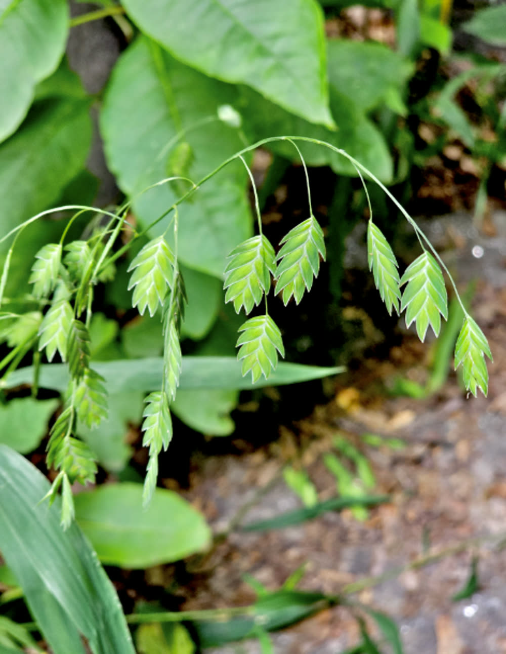 Flat drooping seed heads of wood oats hanging from slender green stems.