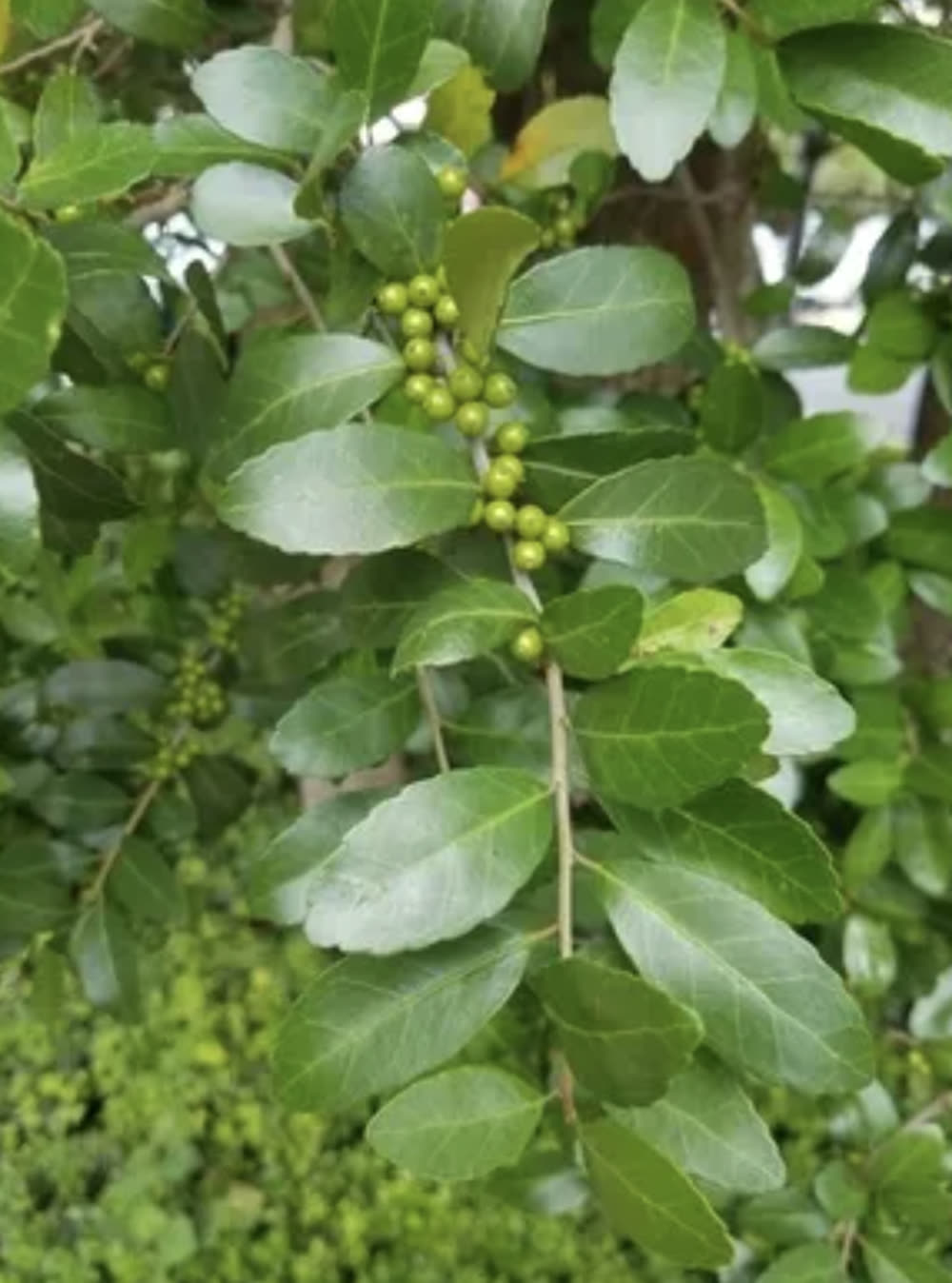 Glossy yaupon holly leaves along a branch with clusters of small pale berries.