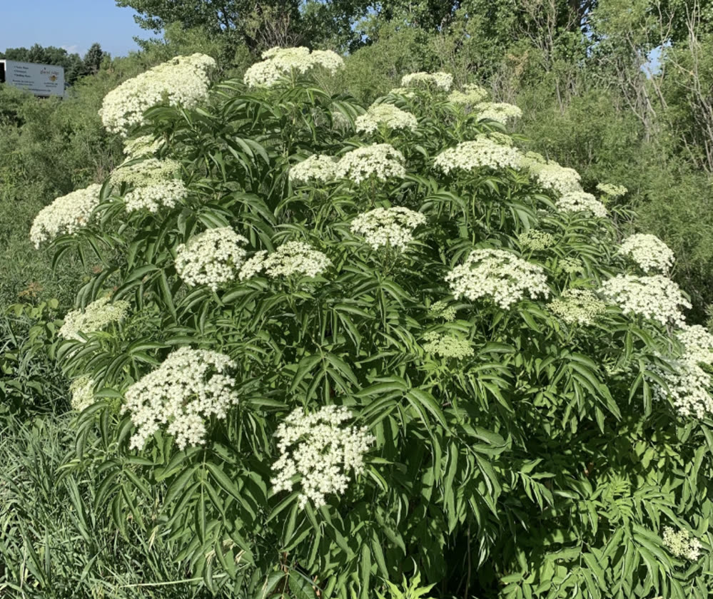 An elderberry shrub covered in flat lacy clusters of small white flowers.