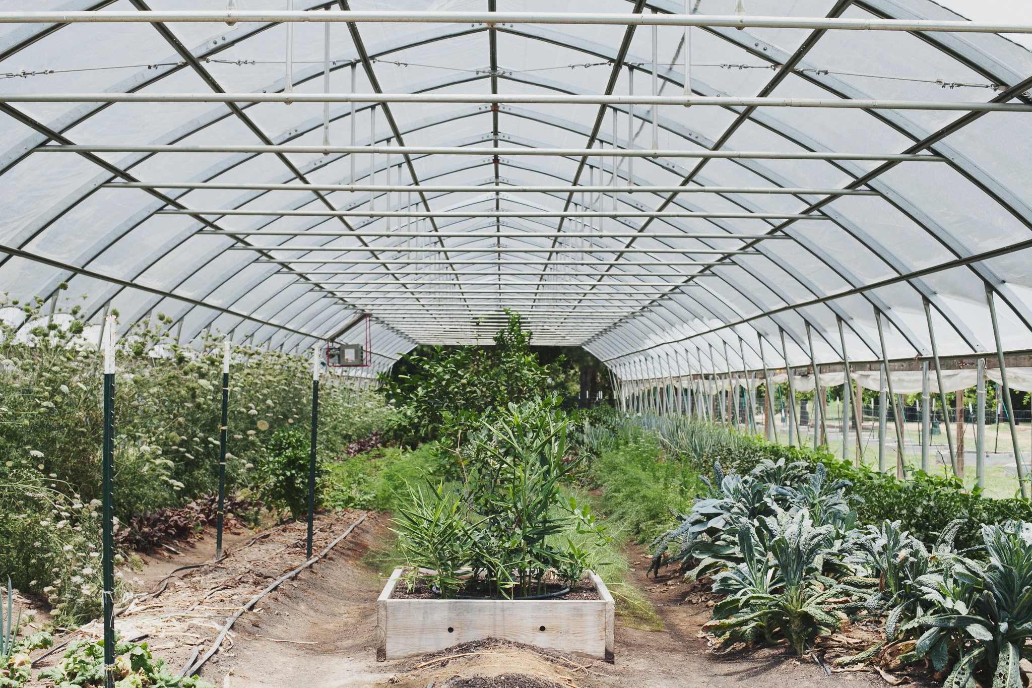 Rows of kale and young plants growing inside a Blackwood greenhouse