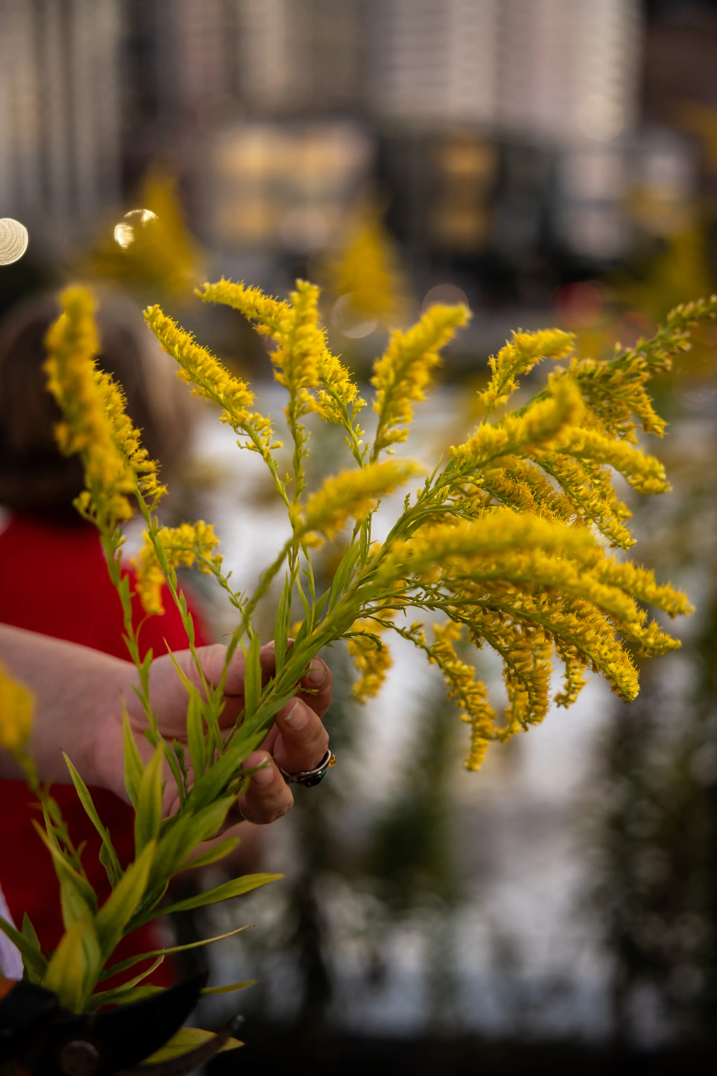 A close-up of a spray of bright yellow goldenrod in full bloom, held up by a hand wearing a dark ring, shot wide open against a soft-focus