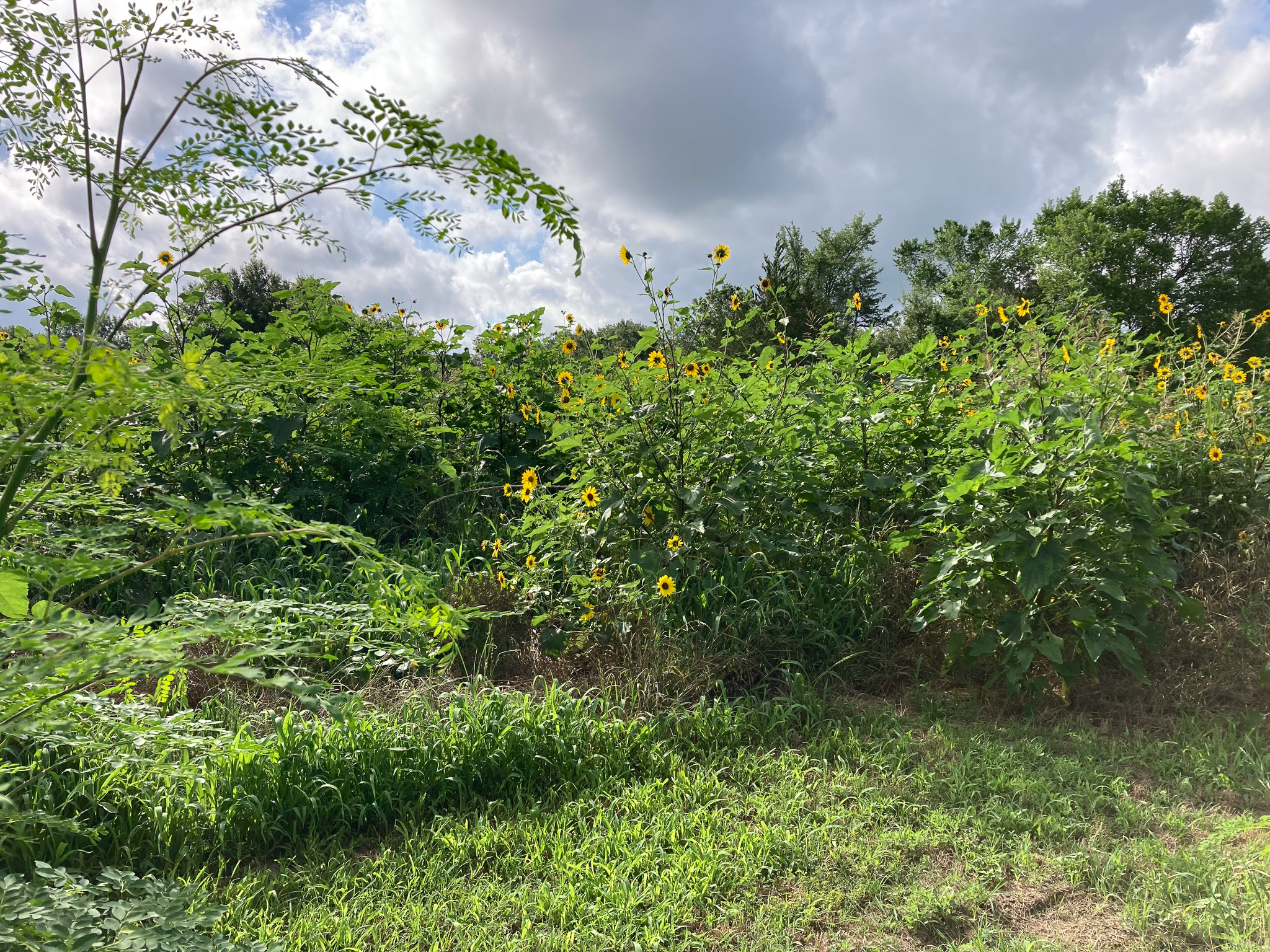 Tall sunflowers and dense green growth under a partly cloudy sky at Blackwood