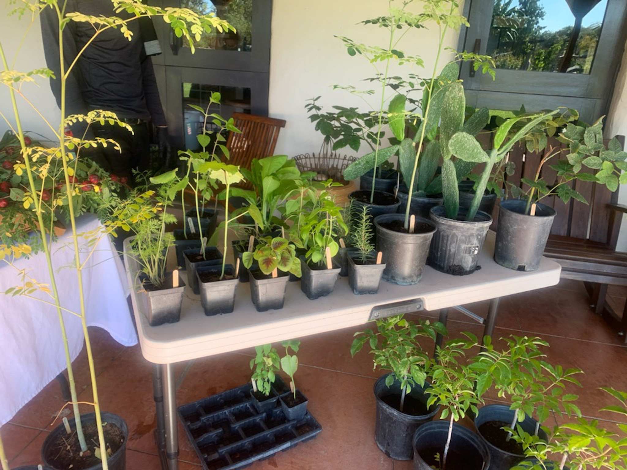 A plant sale or propagation staging area on a covered patio