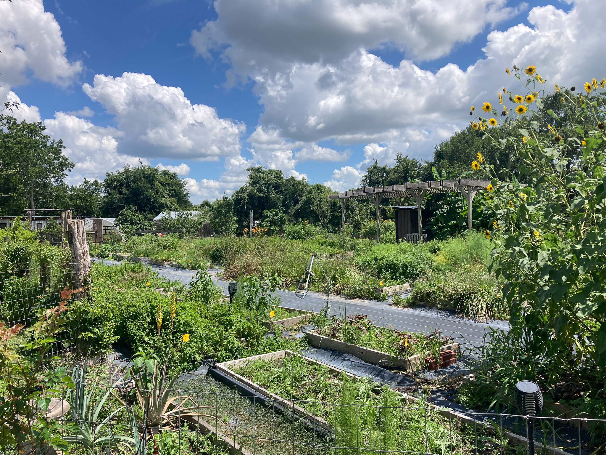 Wide view across a working kitchen garden: timber-edged raised beds, gravel and mulch paths, mixed and somewhat wild plantings, tall sunflowers at