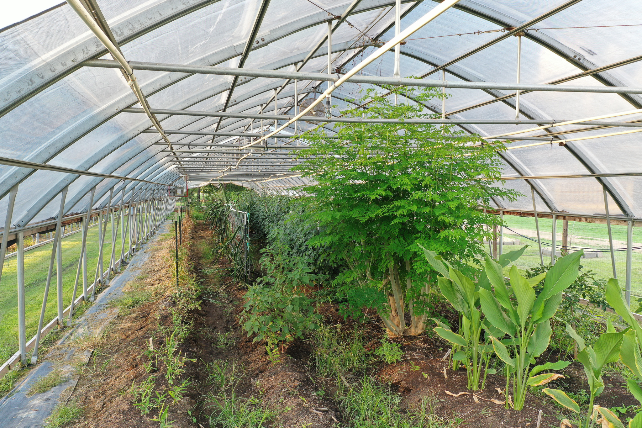Interior of a high tunnel looking down its length: galvanized hoop frame under translucent poly, a large feathery-leafed tree or shrub standing