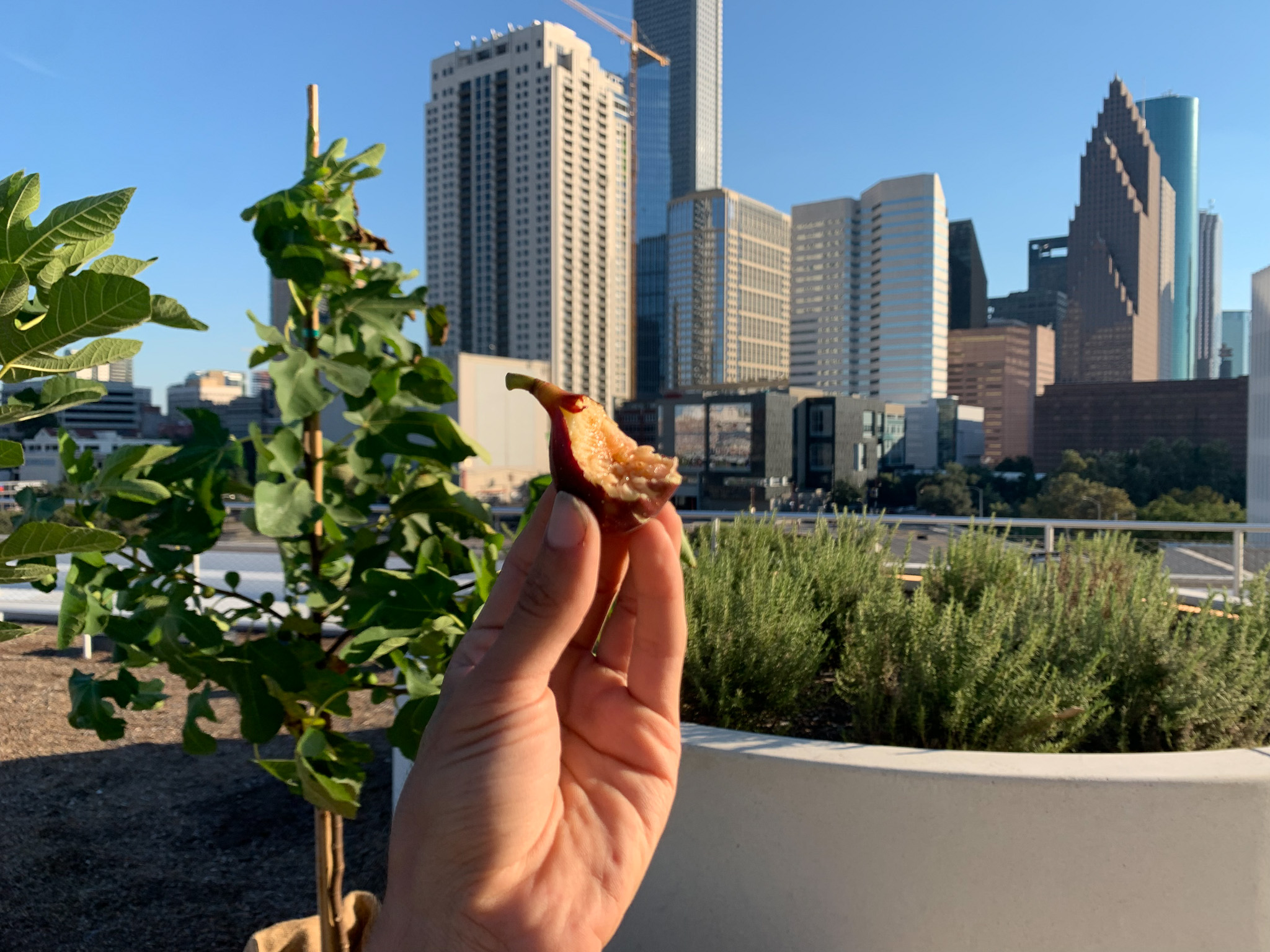 A hand held up into frame holding a ripe fig split open, its pink and amber interior turned toward the camera, silhouetted against the downtown