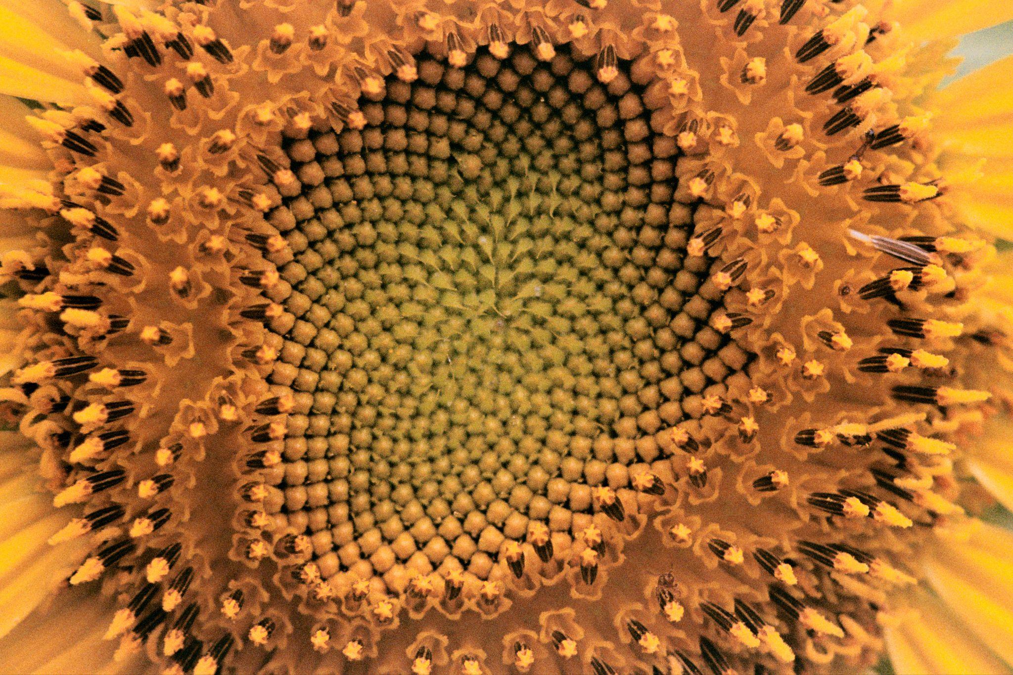 Close-up of the center of a sunflower, its spiral of florets ringed by yellow petals