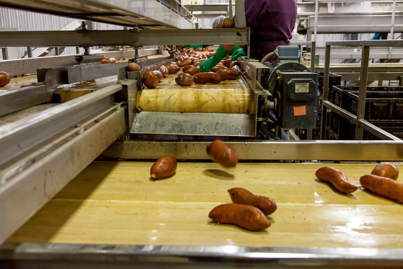 Produce moving along a grading and packing conveyor
