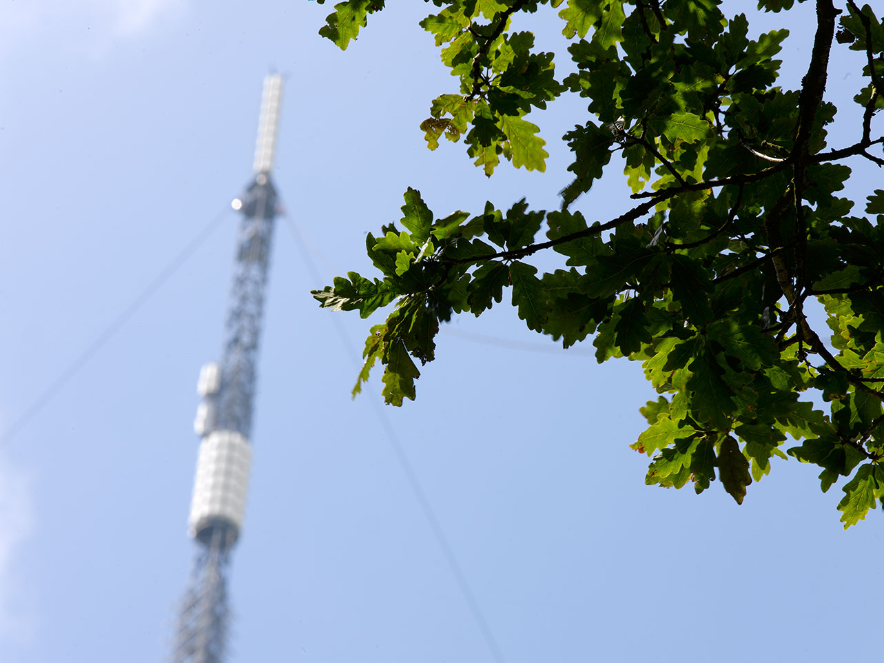 Green oak leaves in sharp focus on the right with a tall, blurred communication tower in the background against a blue sky.
