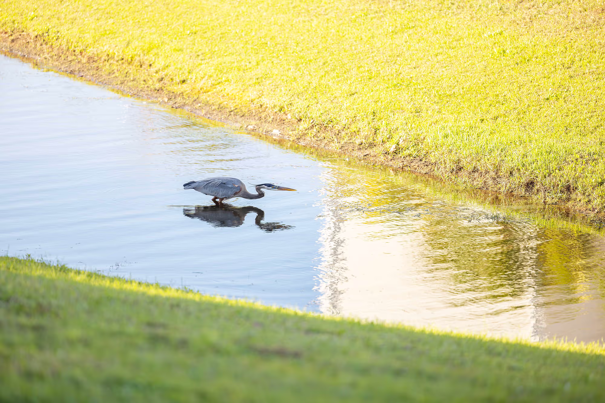 A crane standing gracefully in a quiet creek on the retirement community campus, surrounded by natural greenery and calm water.