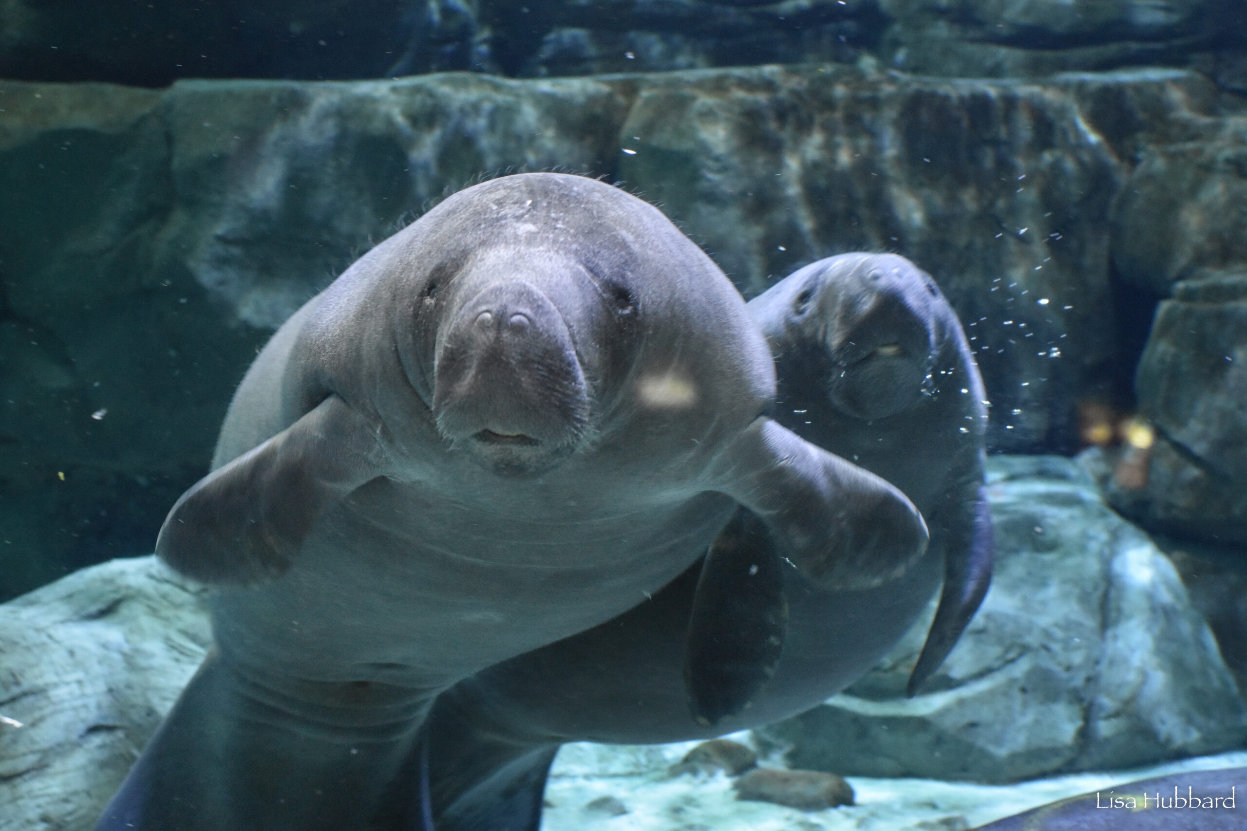Placeholder for Cincinnati Zoo — replace this image