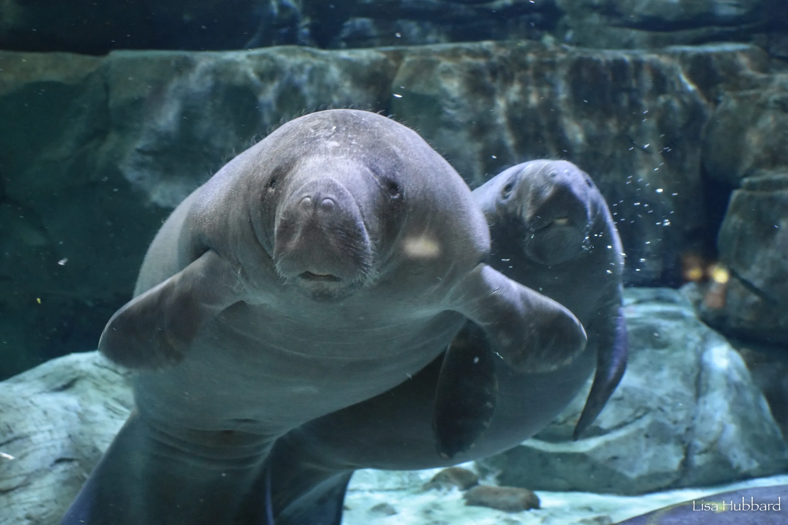 Placeholder for Cincinnati Zoo — replace this image