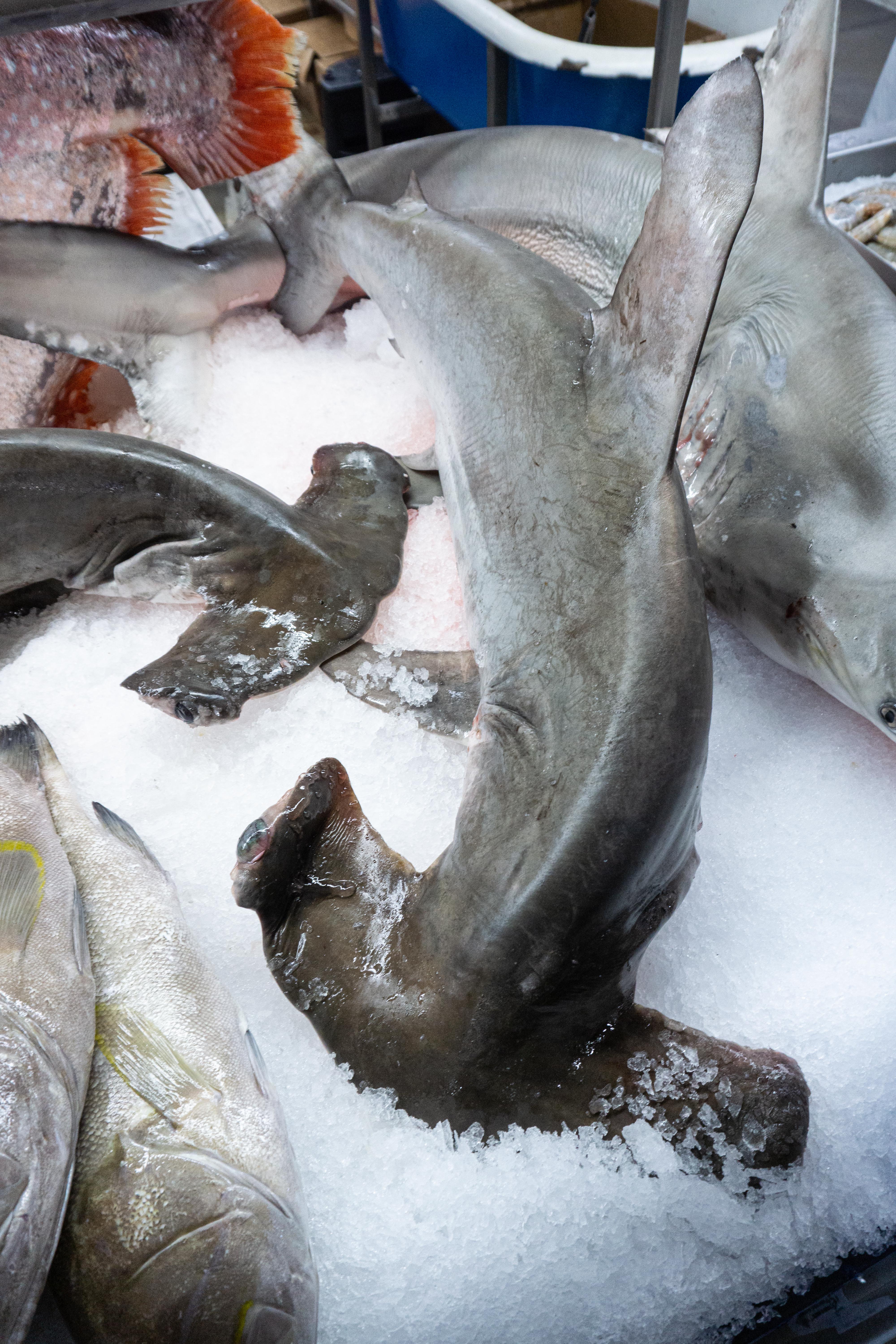 Hammerhead shark display at Jungle Jim's