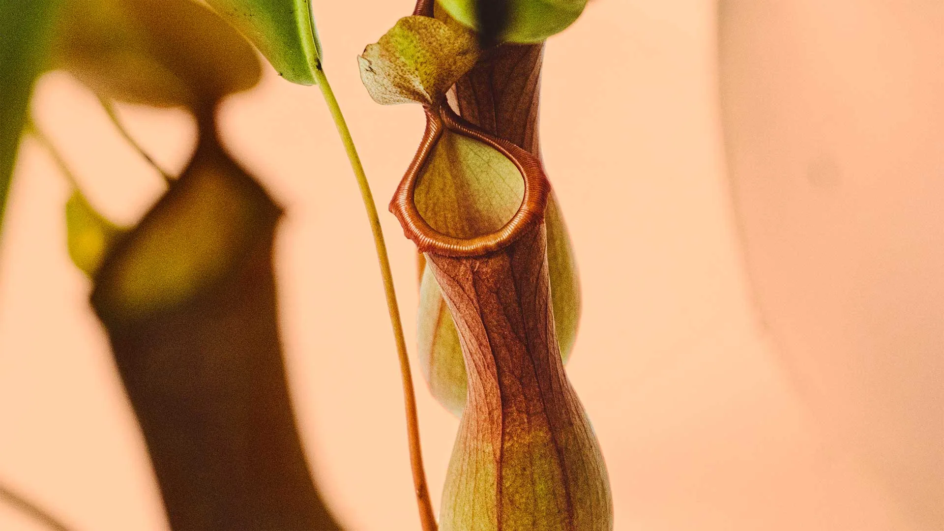 Close-up of a pitcher plant