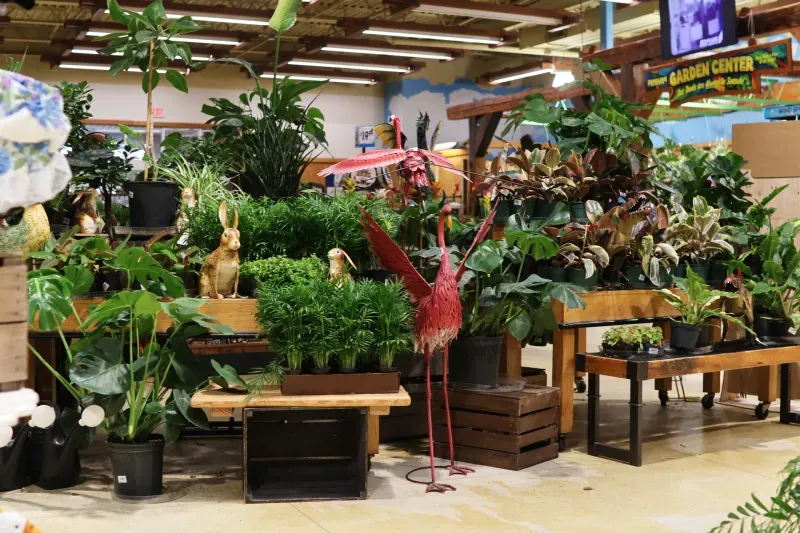 Plant display inside the Jungle Jim’s Garden Center