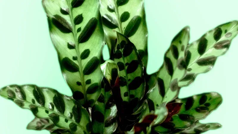 Close-up of patterned houseplant leaves