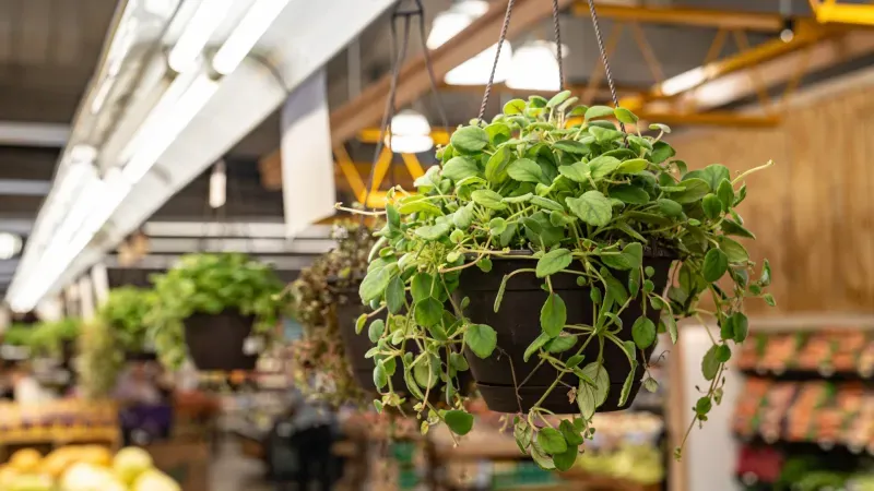 Hanging plant inside the Jungle Jim’s Garden Center