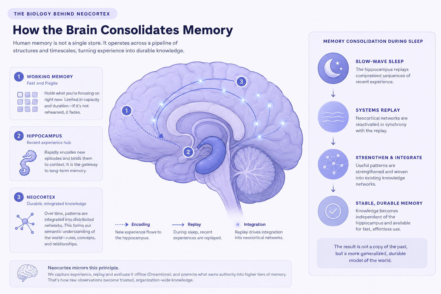 Diagram showing how human memory consolidates experience into durable knowledge through replay and integration.