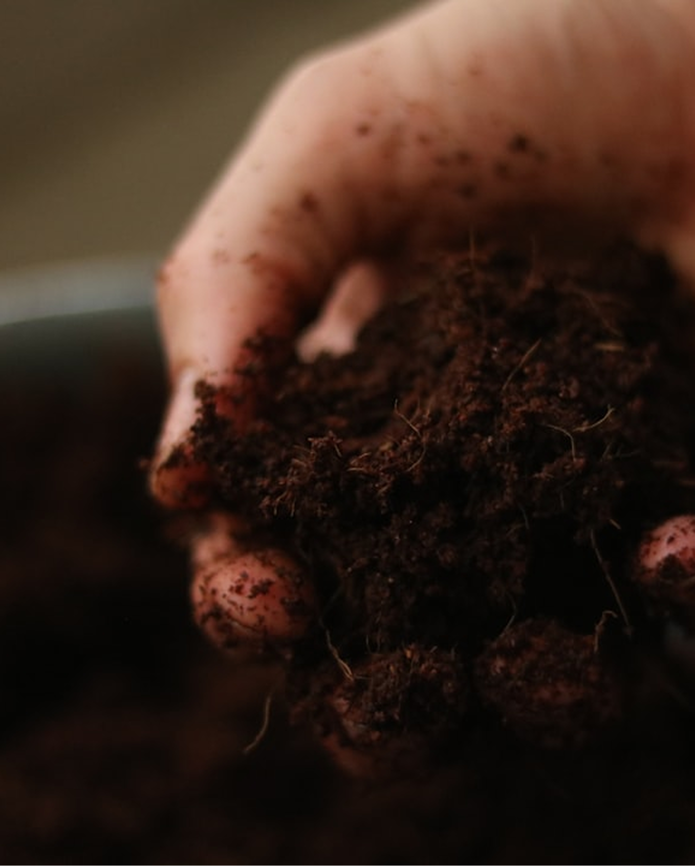 Hand holding rich, dark soil with visible organic material and roots.