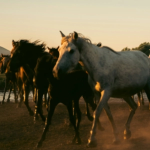 Several horses, including a white one, walking together on dusty ground at sunset.