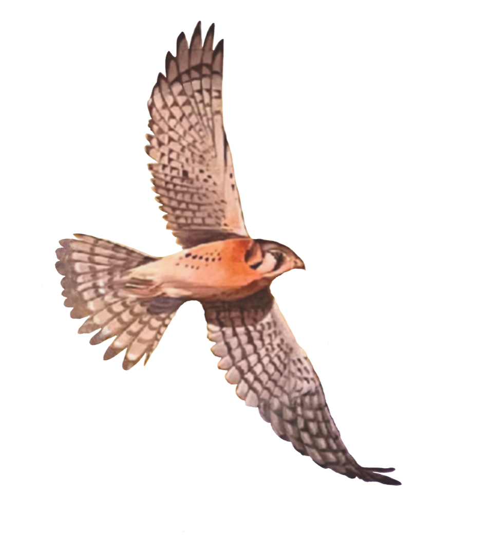 Flying red-tailed hawk illustration from The Mountain Center's mural.