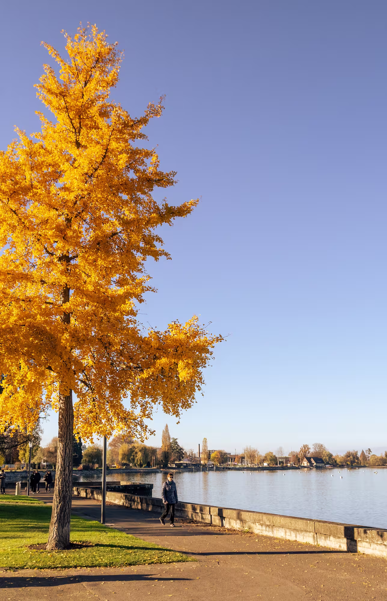 Herbstbaum mit gelben Blättern neben einem See und einem Spaziergänger auf dem Weg.